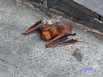 巨型蝙蝠王真实照片（四川一只红色蝙蝠落地）