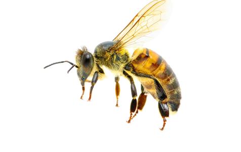 僵尸蜂：僵尸蜜蜂长什么样子
