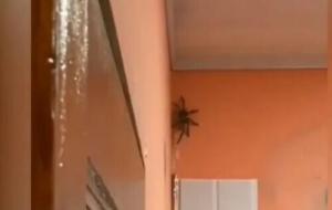 国外一户人家出现巨型蜘蛛（世界上最大的蜘蛛）