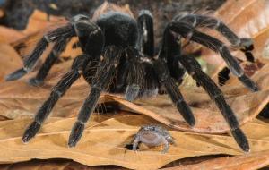 世界上最大的蜘蛛有多大（巨型猎人蜘蛛）