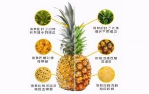 凤梨和菠萝的区别（是不是同一种水果）