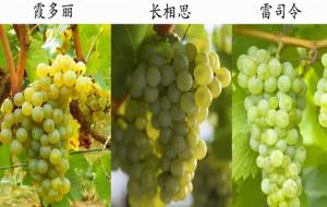 白色的葡萄是什么品种 长什么样（白葡萄三大品种）
