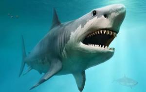 巨齿鲨到底有多大（平均有14米）