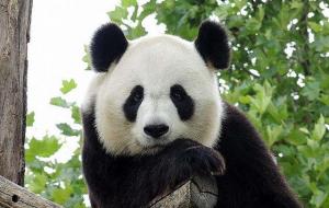 大熊猫寿命一般是多少岁（30岁相当于人类多少岁）