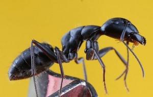 巨型蚂蚁有多大（有毒吗）