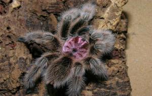 智利火玫瑰蜘蛛怎么养 有毒吗