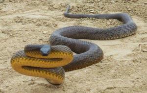 太攀蛇是不是世界上最毒的蛇（太攀蛇咬到了有救吗）