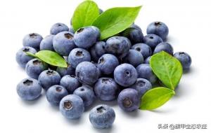 蓝莓树的寿命是多少年