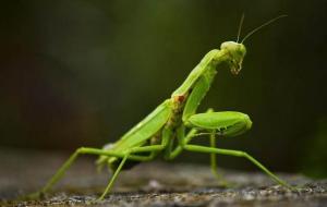 螳螂为什么要吃掉自己的配偶