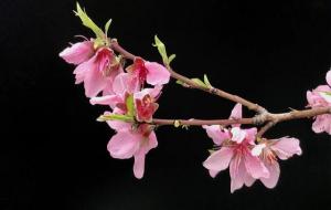 桃花的花语寓意和象征