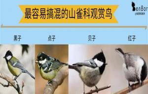 煤山雀：贝子鸟怎么养才能大叫