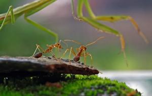 蚂蚁的寿命一般有多长时间