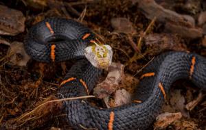 喜玛拉雅白头蛇，这种毒蛇是国家几级保护动物