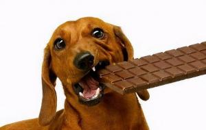 巧克力能喂狗吃吗（答案：不能）