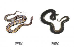 水蚺和蟒蛇的区别