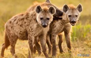 非洲狗鬣狗为什么爱掏肛