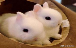 宠物兔子品种（家庭宠物兔子推荐）