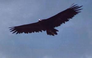 阿根廷巨鹰有多大（灭绝了吗）