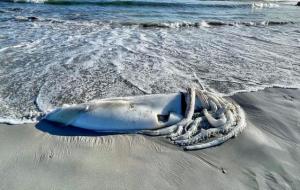 南非海岸惊现深海巨怪，巨型鱿鱼图片