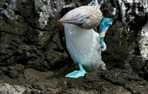蓝脚鲣鸟的脚为什么是蓝色的（是保护动物吗）
