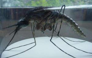 世界上最大巨型蚊子：金腹巨蚊