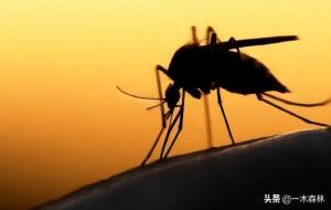 蚊子存在的意义究竟是什么
