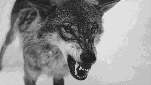 世界上最大的狼：北美灰狼