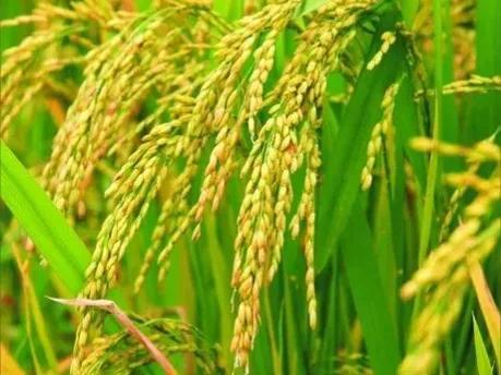 水稻是大米吗
