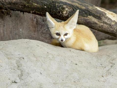 耳廓狐是保护动物吗