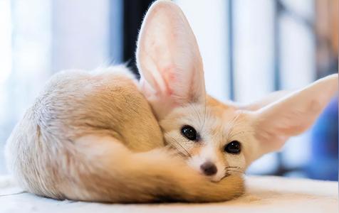 耳廓狐寿命有多长