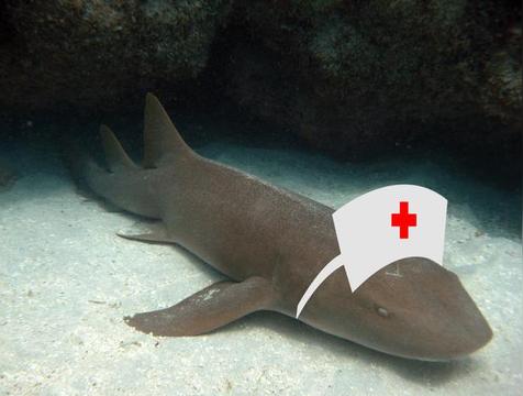 护士鲨为什么叫护士鲨