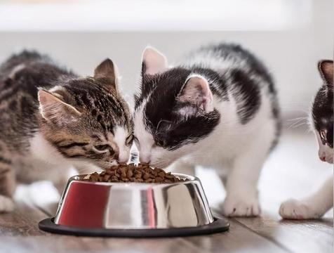 哪款猫粮吃了可以减少泪痕