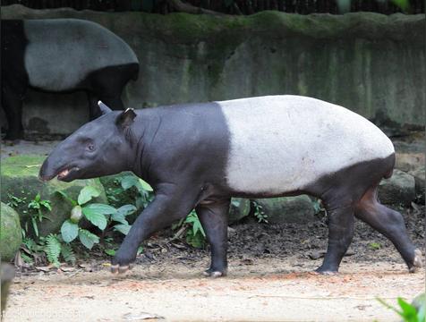 马来貘是哪个国家的国宝动物