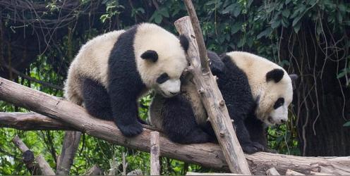 大熊猫一般在什么季节产仔
