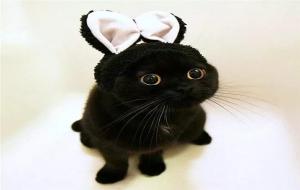 黑猫的灵性有多可怕
