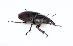 步甲虫为什么会出现在家里