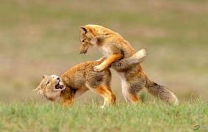 藏狐是保护动物吗