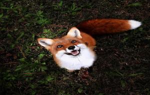 藏狐是什么动物