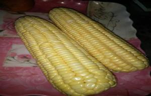 怎么辨别玉米是不是转基因