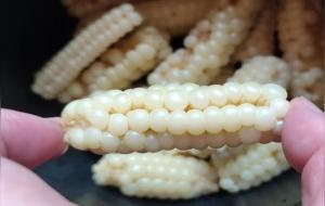 拇指玉米是转基因吗