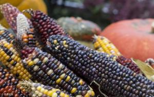 黑玉米是转基因的吗