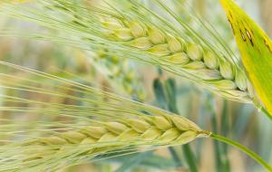 大麦与小麦的区别