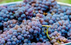 品丽珠葡萄品种特点