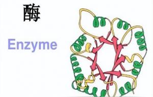 酶的化学本质是蛋白质