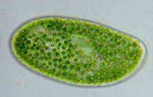 小球藻的功效与作用