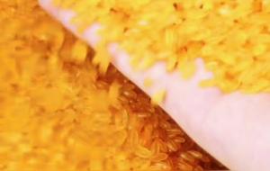 黄金米是人工合成的吗