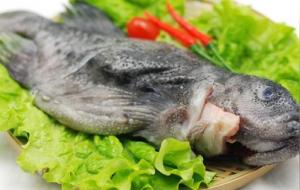 石斑鱼的营养价值及功效与作用